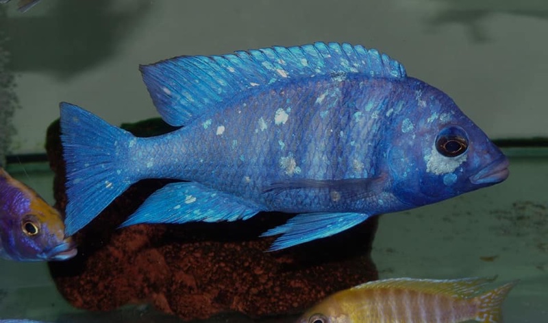 Placidochromis sp. 'phenochilus tanzania'